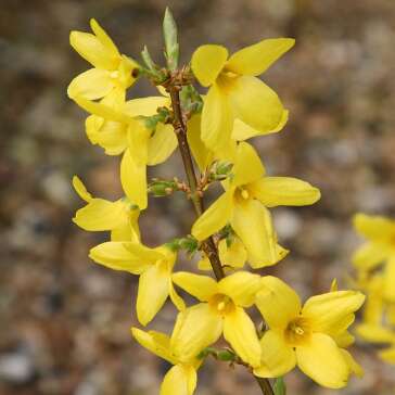 Forsythia × intermedia