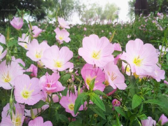 美丽月见草