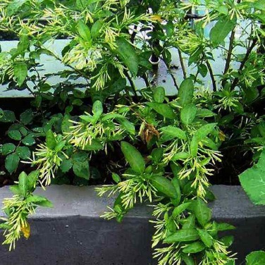 夜来香 植物